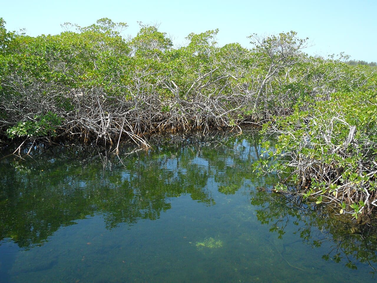 Red mangrove wetland at Gold Rock Creek